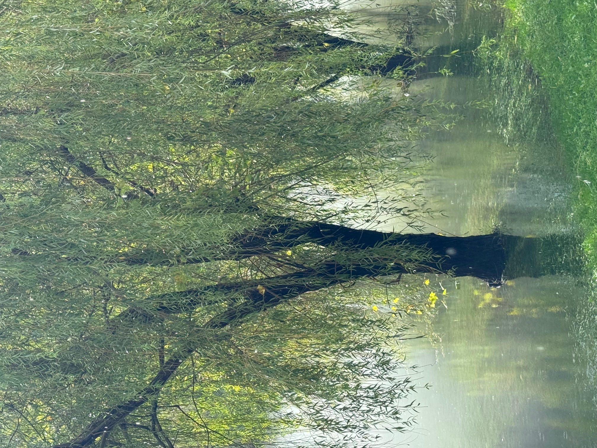 Mystik BAum 3