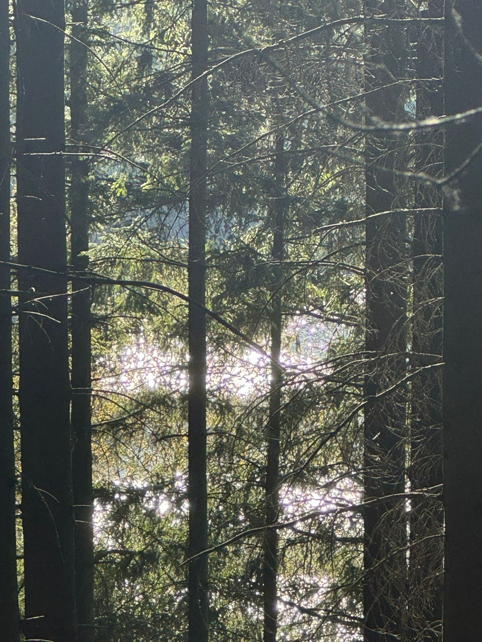 Wald mit Wasser